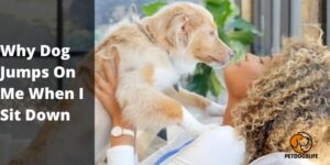 Why Dog Jumps On Me When I Sit Down (Reasons) – PetDogsLife