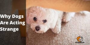 Why Dogs Are Acting Strange
