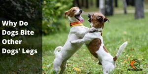 Why Do Dogs Bite Other Dogs’ Legs (All You Need To Know) – PetDogsLife