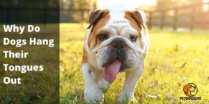 Why Do Dogs Hang Their Tongues Out (Reasons) – PetDogsLife