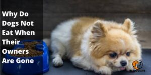 Why Do Dogs Not Eat When Their Owners Are Gone – PetDogsLife