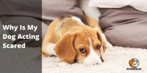 Why Is My Dog Acting Scared (All Need To Know) – PetDogsLife