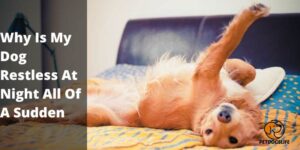 Why Is My Dog Restless At Night All Of A Sudden – PetDogsLife