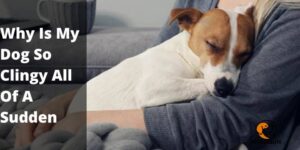 Why Is My Dog So Clingy All Of A Sudden? 6 Possible Reasons
