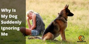 Why Is My Dog Suddenly Ignoring Me – Common Reasons