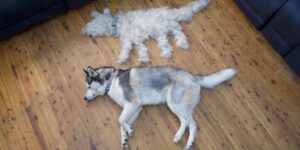 Why Is My Husky Shedding So Much – Shedding Solutions