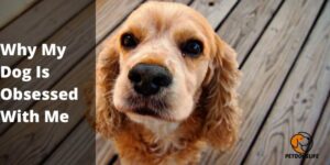 Why My Dog Is Obsessed With Me – 10 Reasons