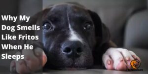 Why My Dog Smells Like Fritos When He Sleeps – PetDogsLife