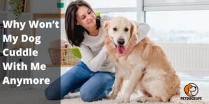 Why‌ ‌Won’t‌ ‌My‌ ‌Dog‌ ‌Cuddle‌ ‌With‌ ‌Me‌ ‌Anymore – Few Reasons