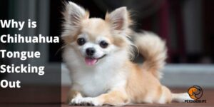 Why is Chihuahua Tongue Sticking Out? 4 Reasons Now What to do?