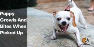 Puppy Growls And Bites When Picked Up – PetDogsLife