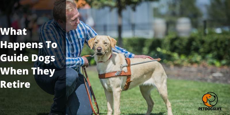 what happens to guide dogs when they retire
