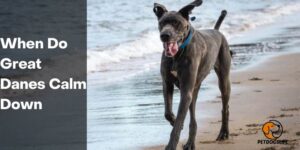 When Do Great Danes Calm Down – PetDogsLife