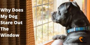 what does it mean when a dog rubs his body on you