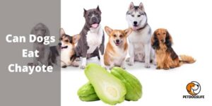 Can Dogs Eat Chayote – Benefits/Risks – PetDogsLife