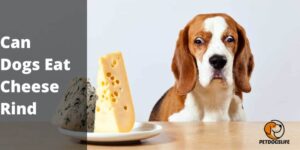 Can Dogs Eat Cheese Rind – (Benefits/Risks) | PetDogsLife