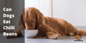 Can Dogs Eat Chilli Beans – PetDogsLife