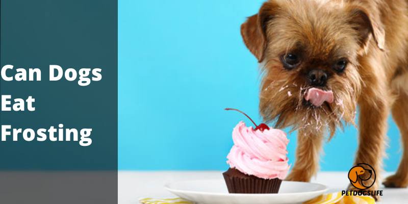 Can Dogs Eat Frosting