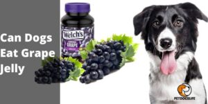 Can Dogs Eat Grape Jelly – PetDogsLife