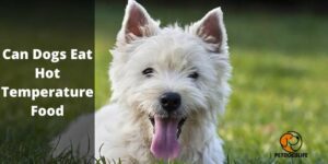 Can Dogs Eat Hot-Temperature Food (The Risks) | PetDogsLife