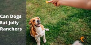 Can Dogs Eat Jolly Ranchers – Complete Guide
