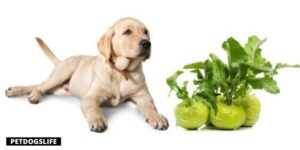 Can Dogs Eat Kohlrabi – Benefits And Risk
