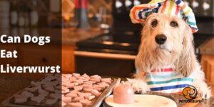 Can Dogs Eat Liverwurst – PetDogsLife