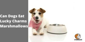 Can Dogs Eat Lucky Charms Marshmallows | The Definitive Answer