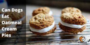 Can Dogs Eat Oatmeal Cream Pies – Some Risk