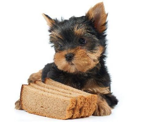 Can Dogs Eat Potato Bread?