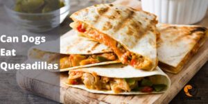 Can Dogs Eat Quesadillas – PetDogsLife