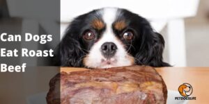 Can Dogs Eat Roast Beef – PetDogsLife