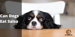 Can Dogs Eat Salsa – PetDogsLife