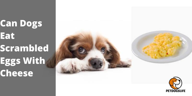 Can Dogs Eat Scrambled Eggs With Cheese