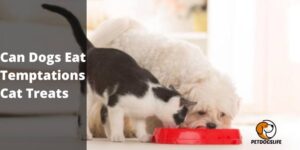 Can Dogs Eat Temptations Cat Treats -PetDogsLife