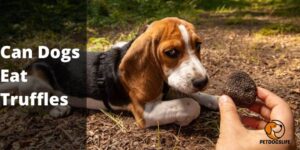 Can Dogs Eat Truffles – PetDogsLife