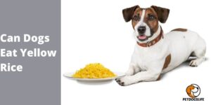 Can Dogs Eat Yellow Rice – PetDogsLife