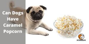 Can Dogs Have Caramel Popcorn (Benefits And Risks) -PetDogsLife