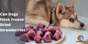 Can Dogs Have Freeze Dried Strawberries – PetDogsLife
