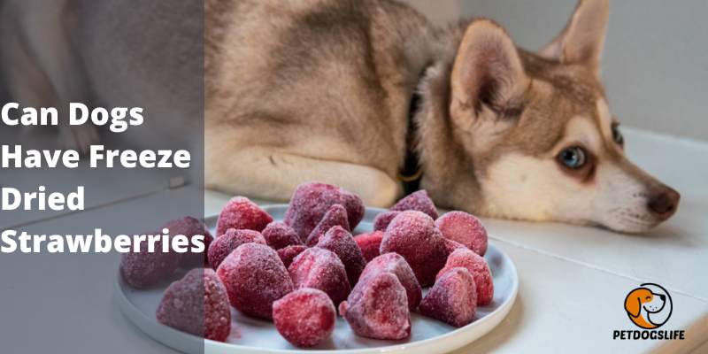 Can Dogs Have Freeze Dried Strawberries