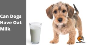 Can Dogs Have Oat Milk – PetDogsLife