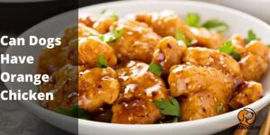 Can Dogs Have Orange Chicken – (The Risks) | PetDogsLife