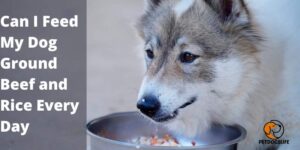 Can I Feed My Dog Ground Beef and Rice Every Day? Pros & Cons
