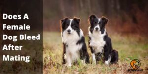 Does A Female Dog Bleed After Mating – All You Need To Know