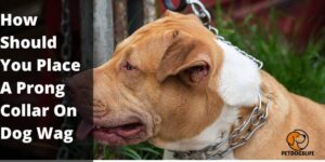 How Should You Place a Prong Collar on a Dog Wag? | PetDogsLife
