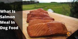 What Is Salmon Meal In Dog Food – PetDogsLife