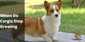 When Do Corgis Stop Growing – PetDogsLife