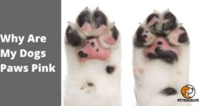 Why Are My Dogs Paws Pink – PetDogsLife
