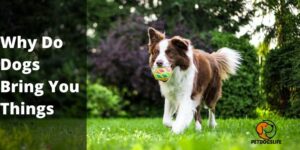 Why Do Dogs Bring You Things – What Is it Mean | PetDogsLife