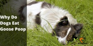 Why Do Dogs Eat Goose Poop – Some Reason